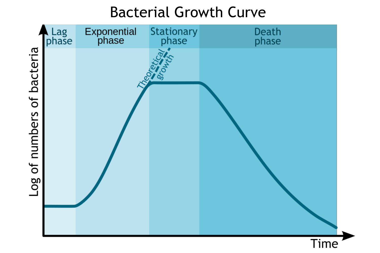 Bacterial growth curve showing lag, exponential (log), stationary and death phases