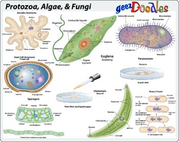 Types of micro-organisms: protozoa, algae and fungi