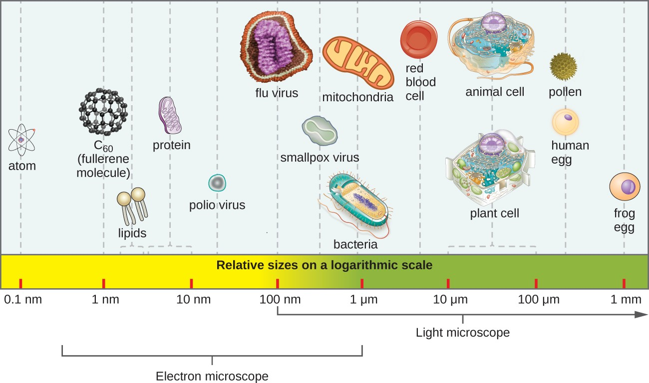 Relative sizes of viruses, bacteria and cells on a logarithmic scale